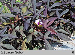 Ipomoea batatas (wilec ziemniaczany)