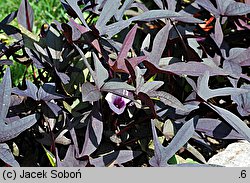 Ipomoea batatas (wilec ziemniaczany)