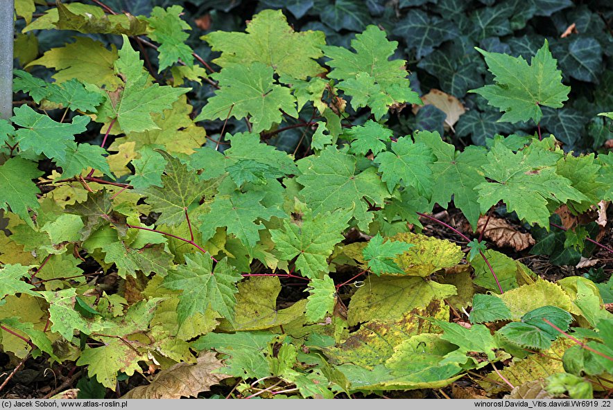 Vitis davidii (winorośl Davida)