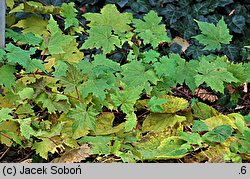 Vitis davidii (winorośl Davida)