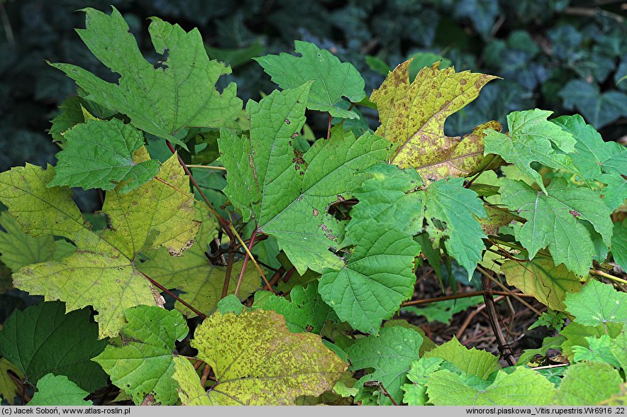 Vitis rupestris