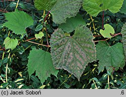 Vitis rupestris