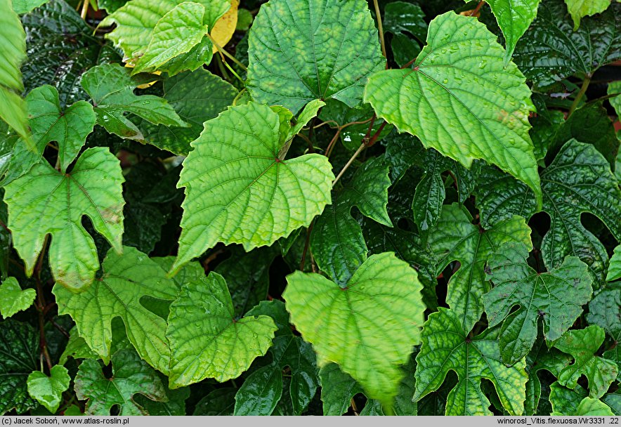 Vitis flexuosa