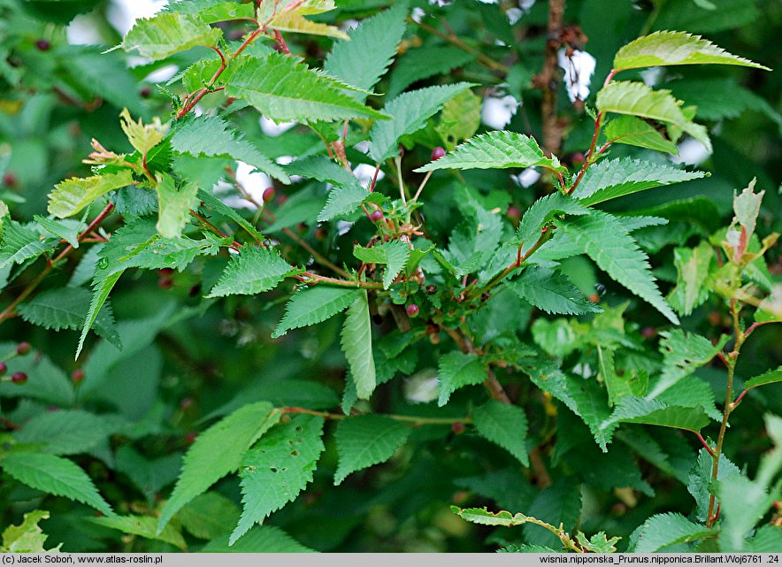 Prunus nipponica (wiśnia nippońska)