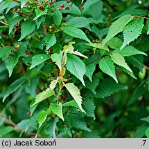 Prunus nipponica (wiśnia nippońska)