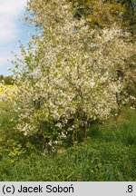 Cerasus vulgaris (wiśnia pospolita)