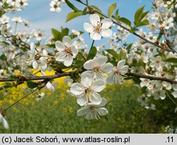 Cerasus vulgaris (wiśnia pospolita)