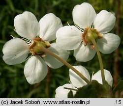 Cerasus vulgaris (wiśnia pospolita)