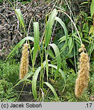 Setaria italica (włośnica ber)