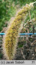 Setaria italica (włośnica ber)