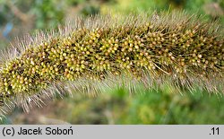 Setaria italica (włośnica ber)