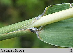 Setaria italica (włośnica ber)