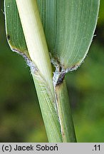 Setaria italica (włośnica ber)