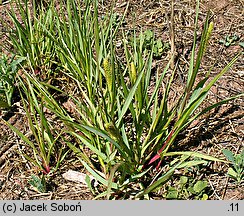 Setaria pumila (włośnica sina)