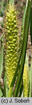 Setaria pumila (włośnica sina)