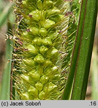 Setaria pumila (włośnica sina)