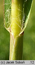 Setaria pumila (włośnica sina)