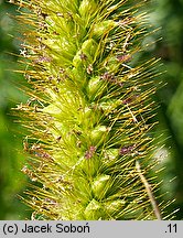 Setaria pumila (włośnica sina)