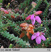 Erica ×watsonii (wrzosiec Watsona)