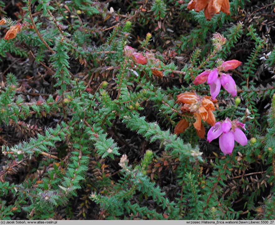 Erica ×watsonii (wrzosiec Watsona)