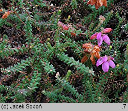 Erica ×watsonii (wrzosiec Watsona)