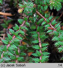 Erica ×watsonii (wrzosiec Watsona)