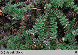 Erica ×watsonii (wrzosiec Watsona)