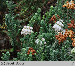 Erica tetralix (wrzosiec bagienny)