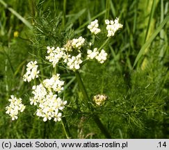 Meum athamanticum (wszewłoga górska)