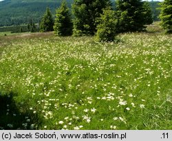 Meum athamanticum (wszewłoga górska)