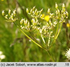 Meum athamanticum (wszewłoga górska)