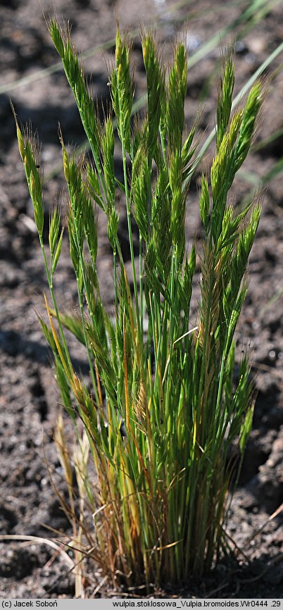 Vulpia bromoides (wulpia stokłosowata)