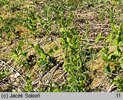 Vicia pisiformis (wyka grochowata)