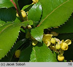 ×Mahoberberis miethkeana