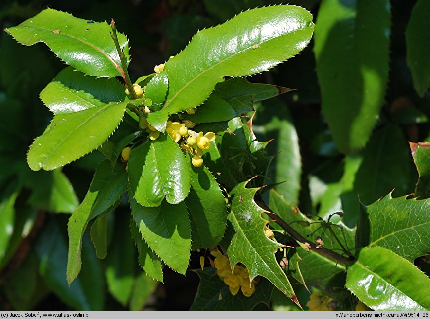 ×Mahoberberis miethkeana