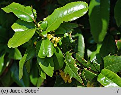 ×Mahoberberis miethkeana