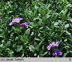 Aubrieta pinardi (żagwin Pinarda)
