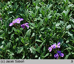 Aubrieta pinardi (żagwin Pinarda)