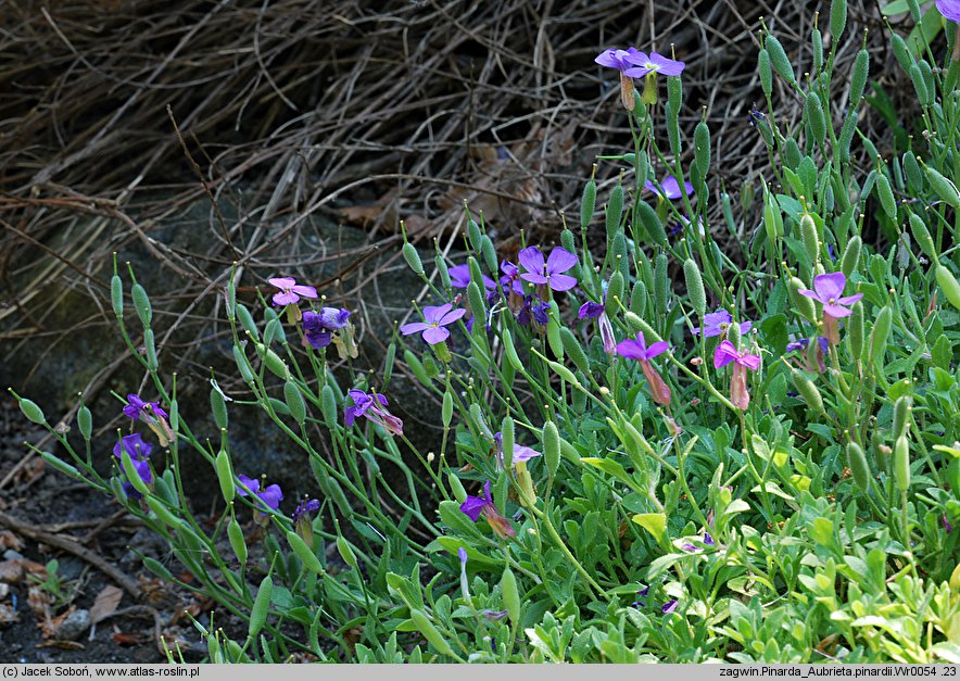 Aubrieta pinardi (żagwin Pinarda)