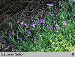 Aubrieta pinardi (żagwin Pinarda)