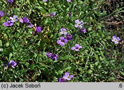 Aubrieta libanotica (żagwin libański)