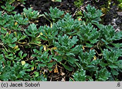 Aubrieta libanotica (żagwin libański)