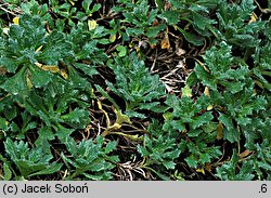 Aubrieta libanotica (żagwin libański)