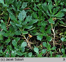 Aubrieta libanotica (żagwin libański)