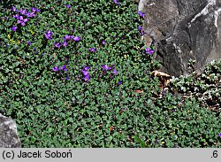 Aubrieta deltoidea (żagwin zwyczajny)