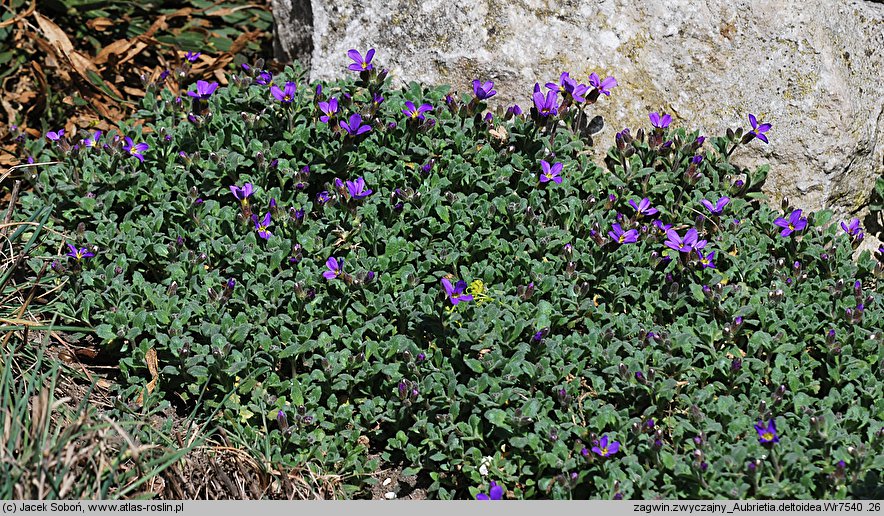 Aubrieta deltoidea (żagwin zwyczajny)