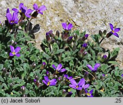 Aubrieta deltoidea (żagwin zwyczajny)