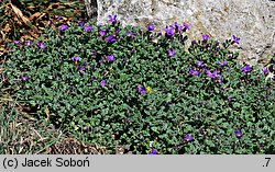 Aubrieta deltoidea (żagwin zwyczajny)