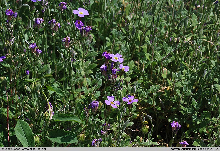 Aubrieta intermedia