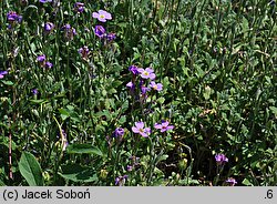 Aubrieta intermedia